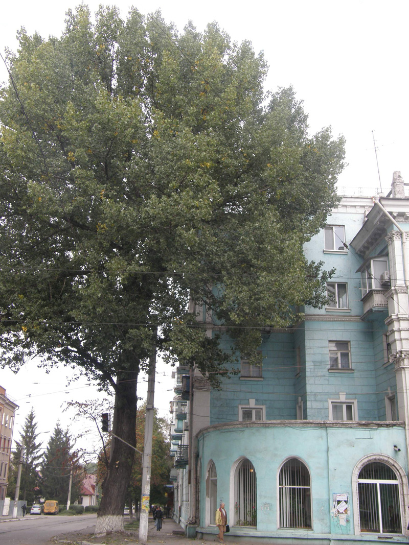 Тополя біля бібліотеки Шевченка 26 вересня 2008